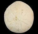 Fossil Echinoid (Echinolampas) - Dakhla, Morocco #46438-1